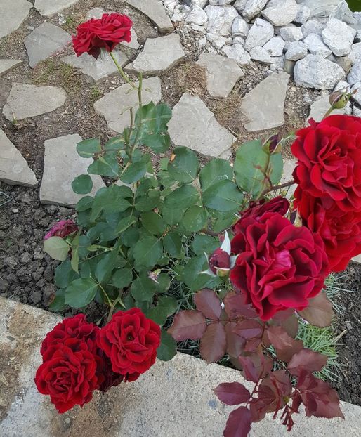 2017-06-04 19.12.07 (2) - P--GRADINA MEA