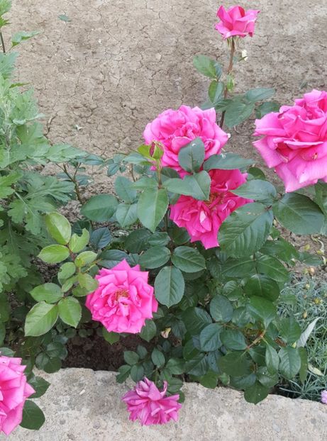 2017-06-04 19.12.24 (2) - P--GRADINA MEA