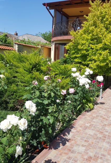 2017-06-05 15.35.01 (2) - P--GRADINA MEA