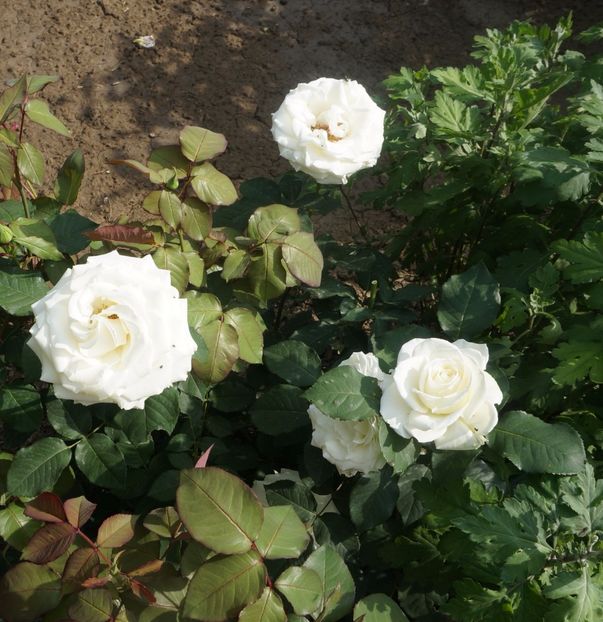  - P--GRADINA MEA