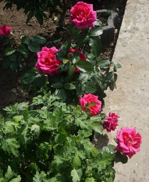  - P--GRADINA MEA