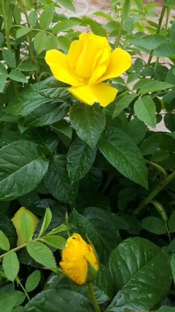 2017-05-22 12.08.20 - P--GRADINA MEA