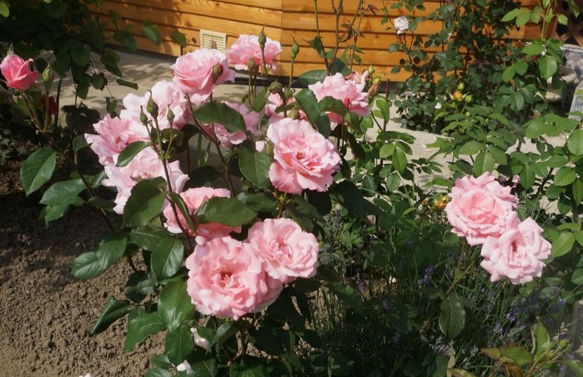 2017-06-03 15.43.06 (2) - P--GRADINA MEA