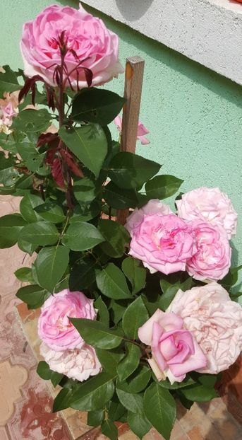 2017-06-04 11.47.15 (2) - P--GRADINA MEA