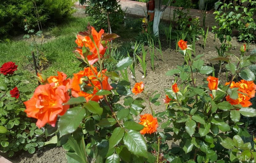 2017-06-04 11.48.21 (2) - P--GRADINA MEA