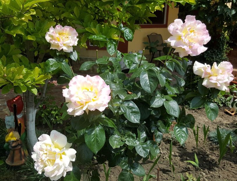 2017-06-04 11.48.34 (2) - P--GRADINA MEA