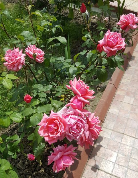 2017-06-04 11.50.07 (2) - P--GRADINA MEA