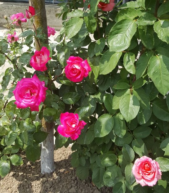 2017-06-04 11.55.52 (2) - P--GRADINA MEA