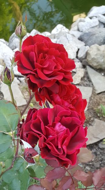 2017-06-04 19.12.02 (2) - P--GRADINA MEA