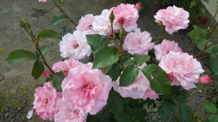 2017-06-04 19.12.51 - P--GRADINA MEA