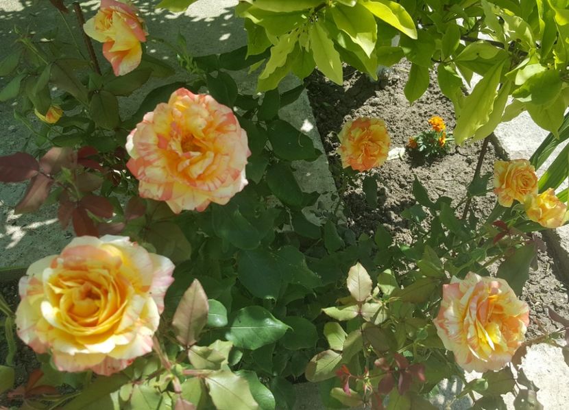 2017-06-05 10.31.51 (2) - P--GRADINA MEA