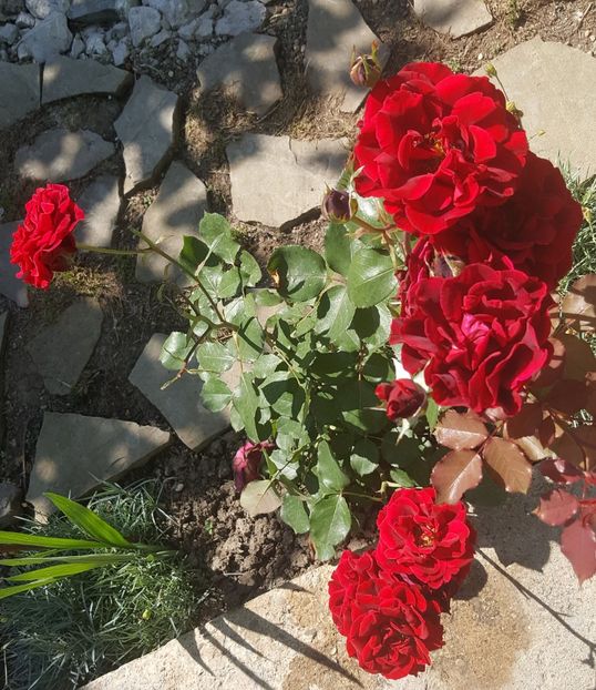 2017-06-05 10.32.00 (2) - P--GRADINA MEA