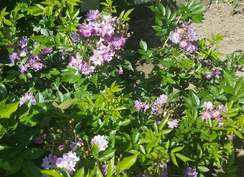 2017-06-05 10.32.18 (2) - P--GRADINA MEA