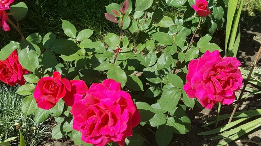 2017-06-05 15.33.05 - P--GRADINA MEA