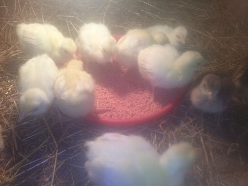 CAM00498 - Pui de paun umeri negrii