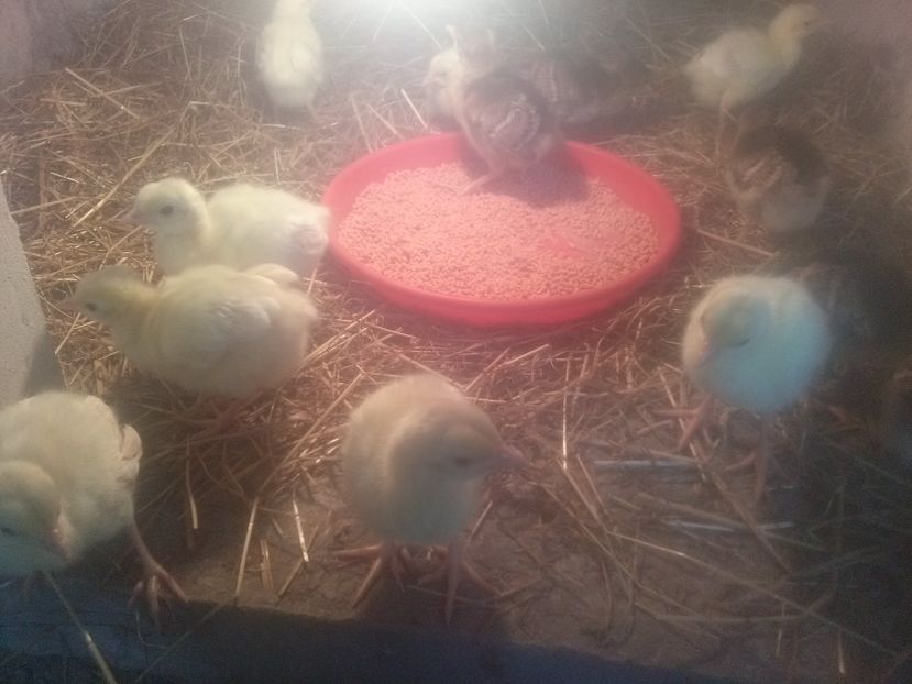 CAM00502 - Pui de paun umeri negrii