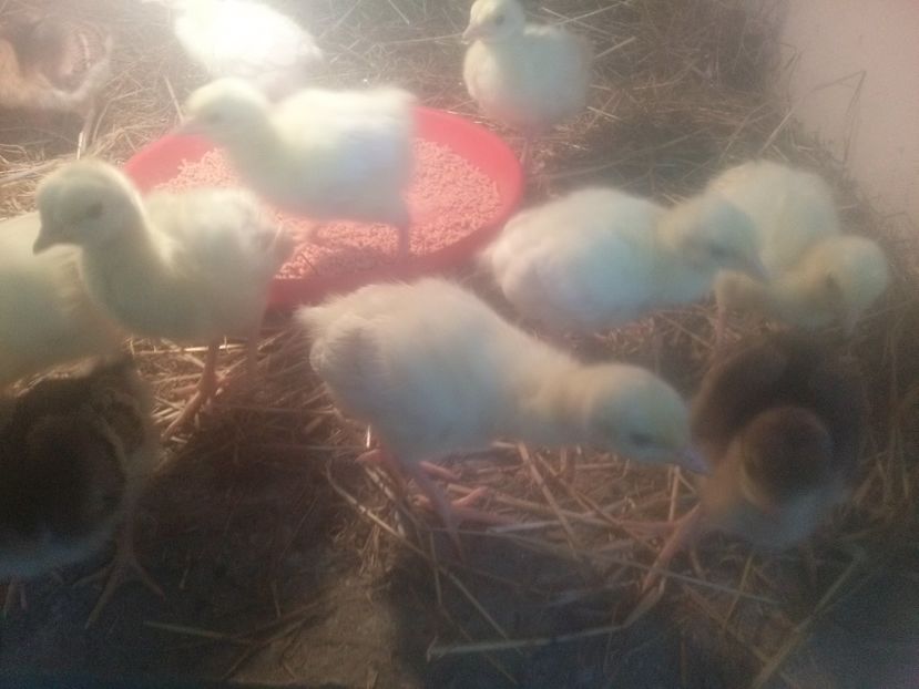 CAM00503 - Pui de paun umeri negrii