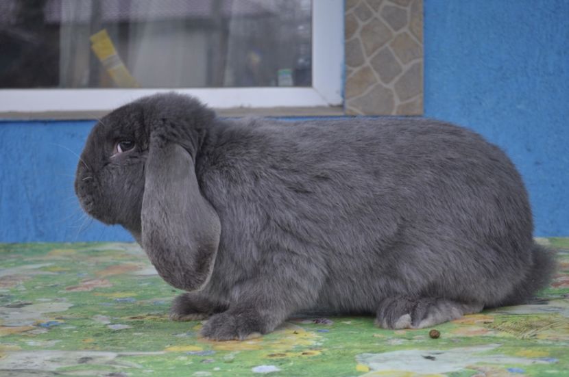 _DSC0027 - marele berbec