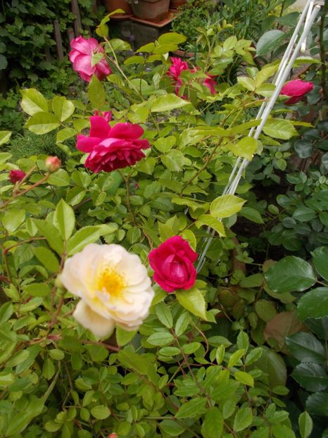  - Gradina mea 2017