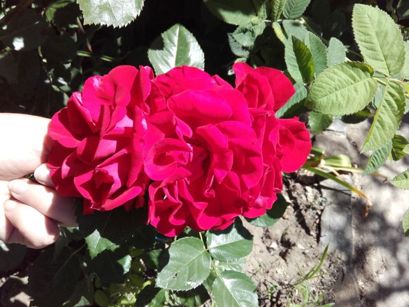  - 19-Necunoscut-roşu-urcātor