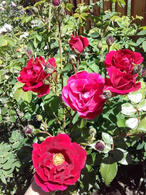  - 19-Necunoscut-roşu-urcātor