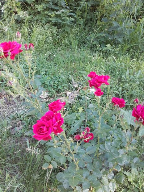  - 19-Necunoscut-roşu-urcātor