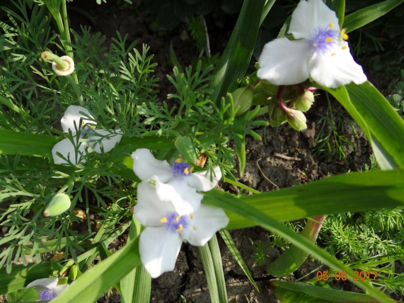 tradescantia Osprey - Si vara se facu