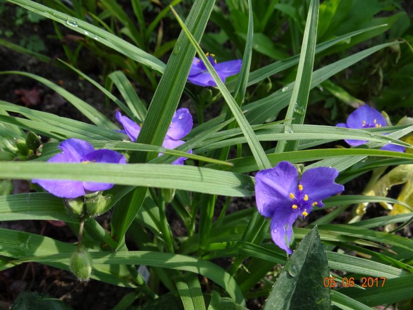 Blue Stone - Si vara se facu
