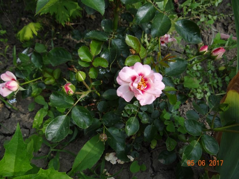 Chewdelight - Angel Eyes