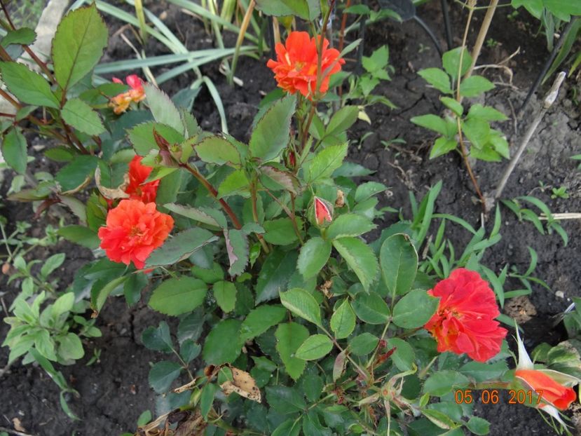 Super Trooper - Super Trouper