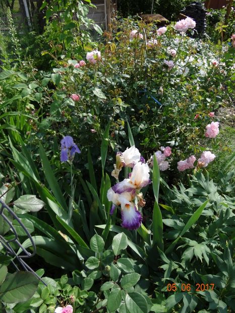 Eglantyne - Si vara se facu