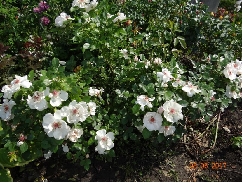  - Jacqueline du Pre -AGM