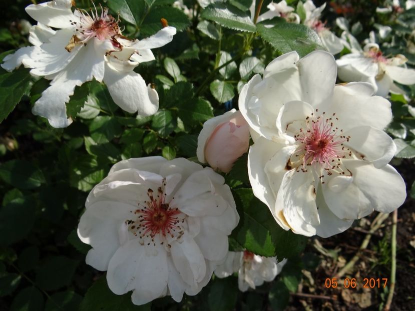  - Jacqueline du Pre -AGM