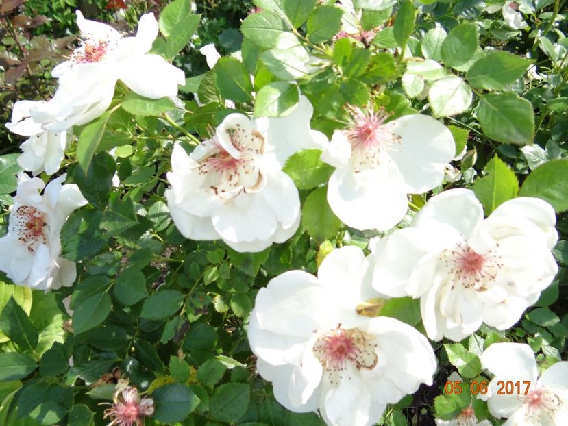  - Jacqueline du Pre -AGM