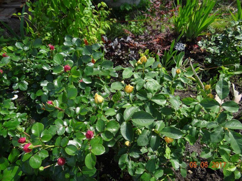 Leonardo si Graham ...se pregatesc :)) - Si vara se facu