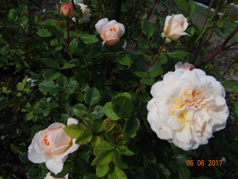  - Crocus Rose -AGM