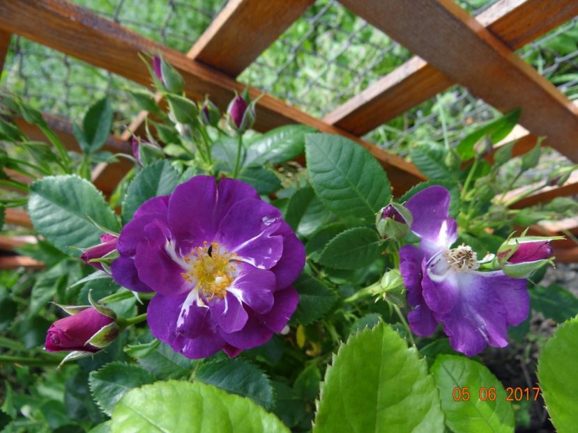 Rhapsody in Blue - Si vara se facu