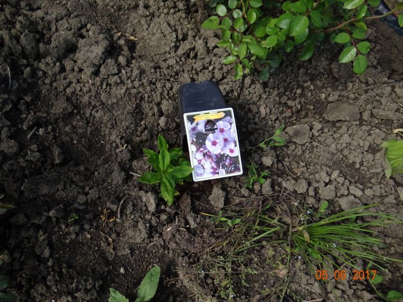 Phlox Swizzle Blue - Si vara se facu