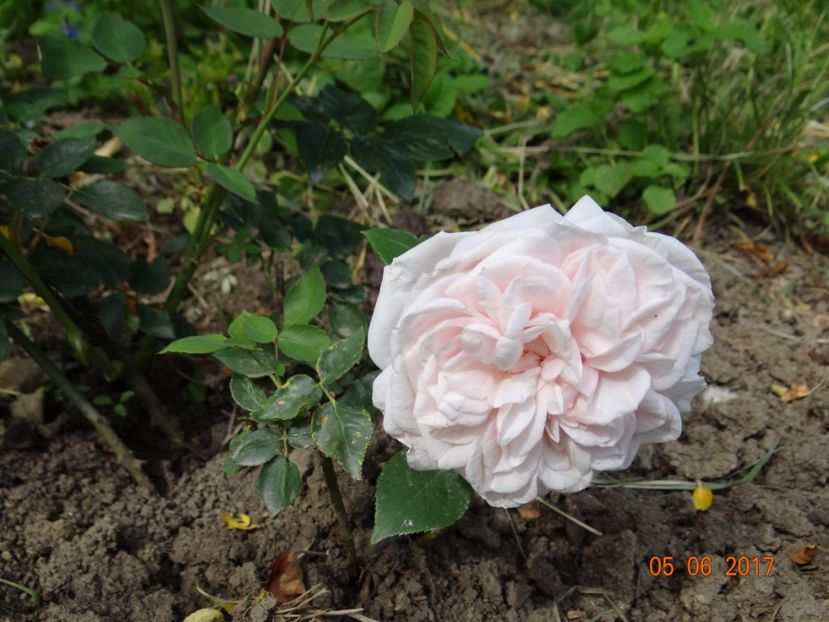 Souvenir de la Malmaison - Si vara se facu