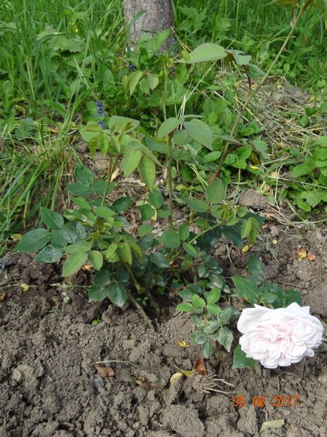 micut dar cu o floare superba - Si vara se facu