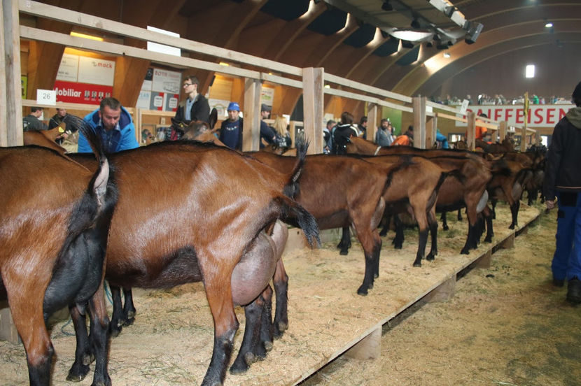 Alpinele la Expozitie cu vanzare-6yy - Rase de oi si capre poze deosebite 13