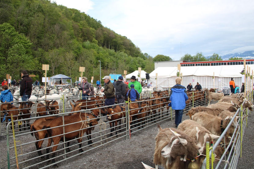 Capre de lapte cate vrei pt oricine - Rase de oi si capre poze deosebite 13