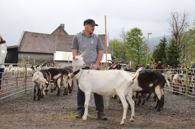 Caprita Saanen tanara-5v9 - Rase de oi si capre poze deosebite 13