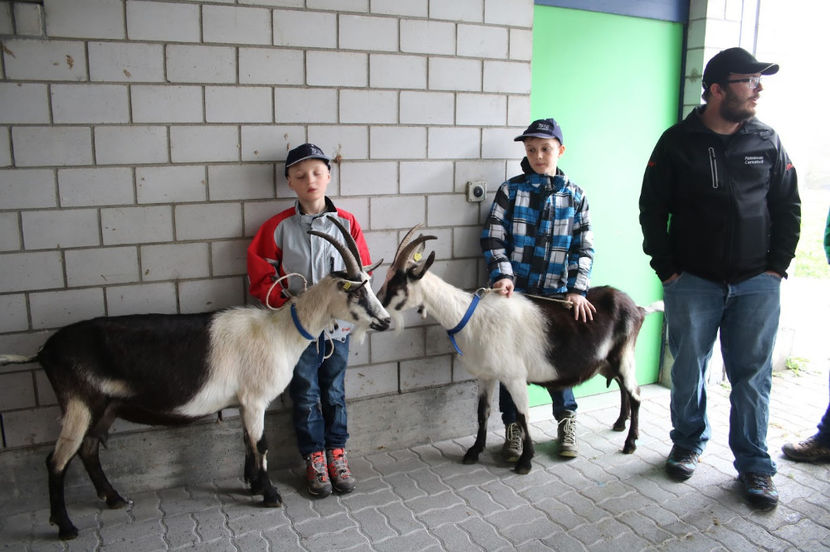 Copii cu Caprele Paun-vr55 - Rase de oi si capre poze deosebite 13