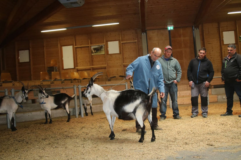 Examinarea caprelor Paun - Rase de oi si capre poze deosebite 13