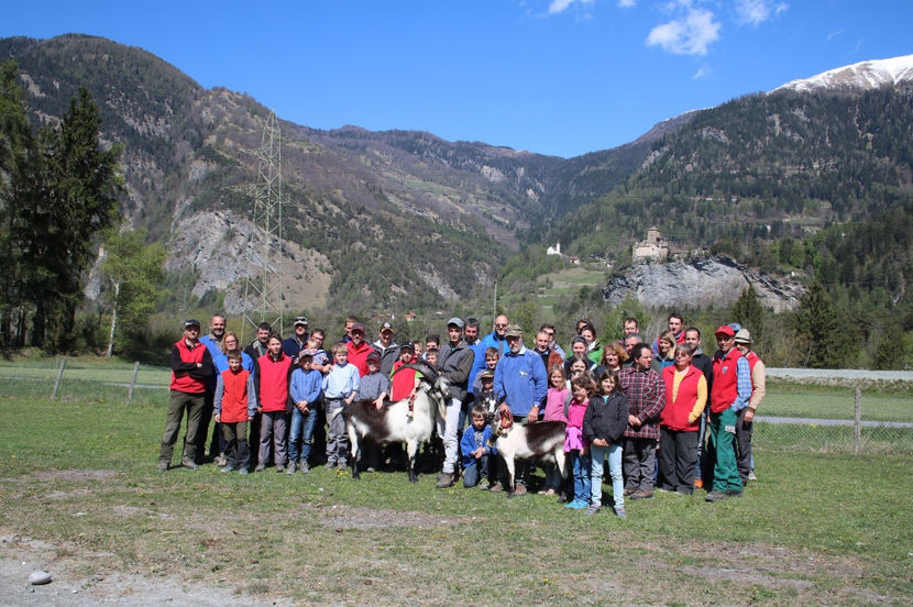 Fain de tat,,,,,,daaaaa - Rase de oi si capre poze deosebite 13