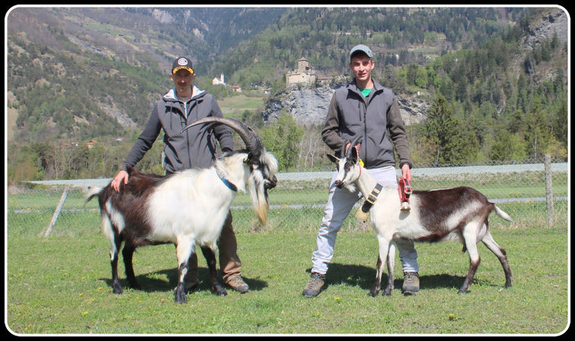 Mascul si capra Paun frumosi - Rase de oi si capre poze deosebite 13