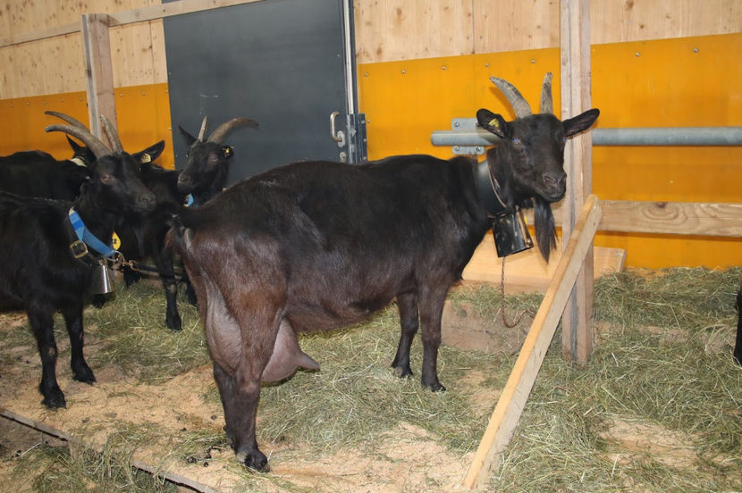 Nera-Verzasca de lapte - Rase de oi si capre poze deosebite 13