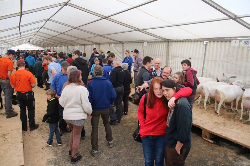 Oameni interesati , nu ca noi romanii,,, - Rase de oi si capre poze deosebite 13