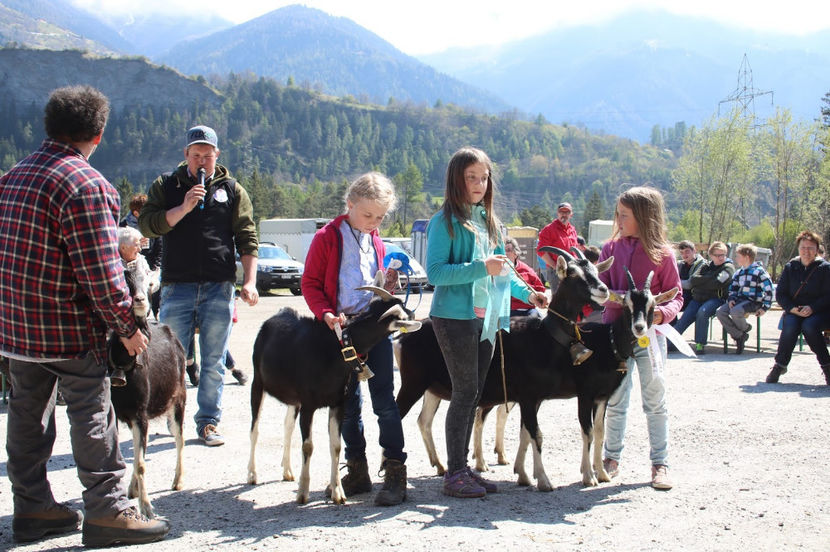 Se anunta castigatorii - Rase de oi si capre poze deosebite 13